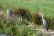 grey heron (Ardea cinerea) in Dutch polder landscape