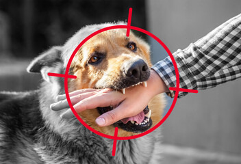 Wall Mural - An adult, aggressive male German shepherd attacks a man and bites his hand. Training pets.