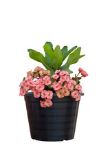 Wall Mural - Pink Euphorbia milli or Crown of Thorns flower in black plastic pot isolated on white background included clipping path.