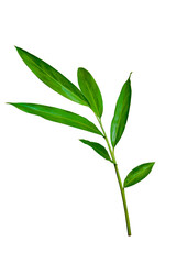 Green leaves of white ginger (Hedychium coronarium), tropical forest plant isolated on transparent background. PNG transparency