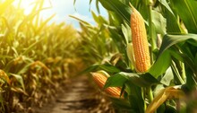 Corn Cobs In Corn Plantation Field