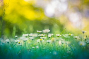 Wall Mural - peaceful soft focus daisy meadow landscape. beautiful grass, sunny fresh green blue foliage. tranqui