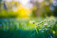 Peaceful Soft Focus Daisy Meadow Landscape. Beautiful Grass, Sunny Fresh Green Blue Foliage. Tranquil Spring Summer Nature Closeup. Blurred Forest Field Background. Idyllic Bright Nature Happy Flowers