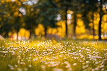 Relaxing Soft Focus Sunset Field Landscape Of Yellow Flowers Grass Meadow Warm Golden Hour Sunset Sunrise. Tranquil Spring Summer Nature Closeup And Blurred Forest Background. Idyllic Floral Bloom