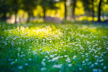 Wall Mural - Peaceful soft focus daisy meadow landscape. Beautiful grass, sunny fresh green blue foliage. Tranquil spring summer nature closeup. Blurred forest field background. Idyllic bright nature happy flowers