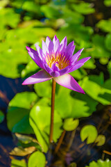 Wall Mural - Gently purple flower of waterlily outdoors in summer close-up on green lush background with soft selective focus. Delicate dreamy vertical image of beauty of nature. Tropical lily in pond, exotics