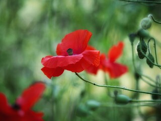 Sticker - red poppy flower in spring