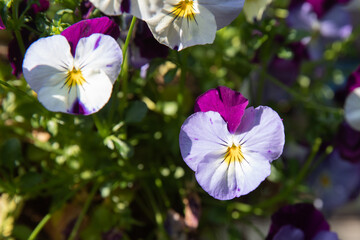 Poster - Pansy is a genus of the pansy family. The genus has about four hundred species that occur in temperate regions. Most species are found in moist and slightly shaded places.