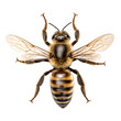 honey bee top view isolated on transparent Background