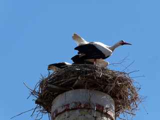 Störche im Nest auf Kamin