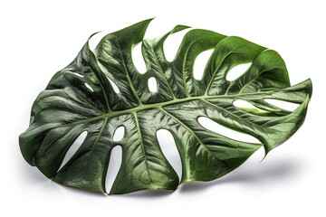 Poster - monstera isolated on white background. Generated by AI