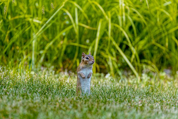 Wall Mural - The eastern chipmunk (Tamias striatus) on a meadow. The eastern chipmunk  is a chipmunk species found in eastern North America