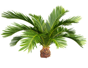 Fototapete - Isolate natural palm shrub on transparent backgrounds 3d render png