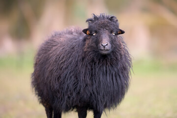 Wall Mural - Portrait of brown ewe of ouessant sheep race