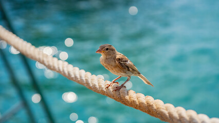 A cute house sparrow bird standing on a rope and looking at camera in a hot summer day in front of blury sea.