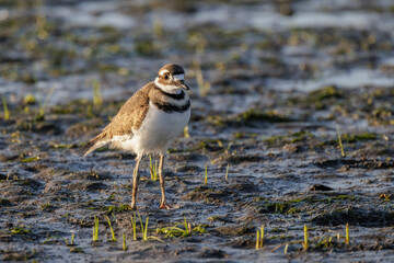 Wall Mural - killdeer bird baby