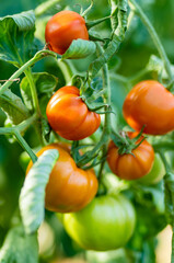 Ripening organic fresh tomatoes plants on a bush. Growing own vegetables in a homestead. Gardening and lifestyle of self-sufficiency.