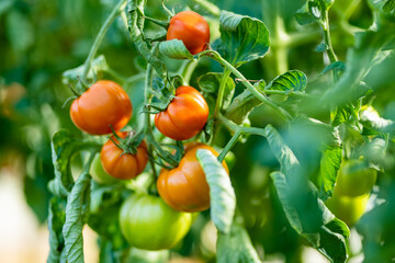 Ripening organic fresh tomatoes plants on a bush. Growing own vegetables in a homestead. Gardening and lifestyle of self-sufficiency.