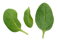 Green Spinach Leaves On A White Isolated Background, An Ingredient For Salad