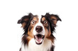Close-up Funny Surprised Dog with Huge Eyes Portrait. AI generative. Isolated on White and PNG Transparent Background.