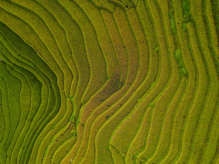 Aerial top view of fresh paddy rice terraces, green agricultural fields in countryside or rural area of Mu Cang Chai, mountain hills valley in Asia, Vietnam. Nature landscape background.