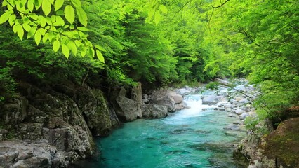 river in the forest