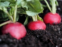 close up. of three red radishes growing in the soil 