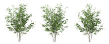 Green Betula Utilis Trees On Transparent Background, 3d Render Illustration.