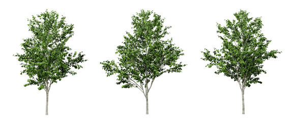 Wall Mural - green betula utilis trees on transparent background, 3d render illustration.