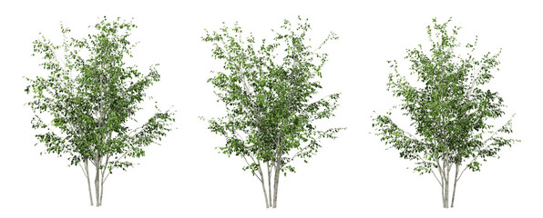 Wall Mural - green betula utilis trees on transparent background, 3d render illustration.