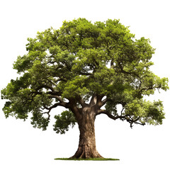 Oak tree isolated - Generative AI