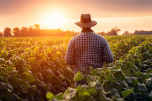 Rear View Of Young Farmer Standing In Filed Examining Soybean Corp At Sunset,