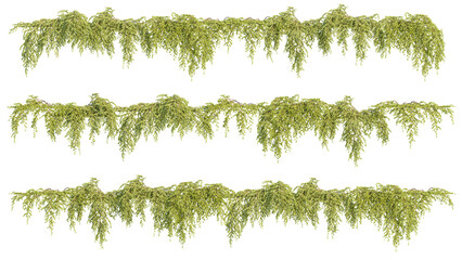 Poster - creeper plant, climber plant, photorealistic 3d rendering with transparent background, for illustrat