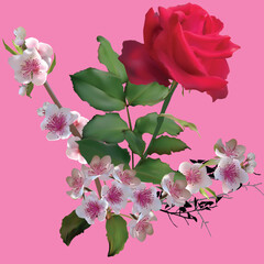 Poster - rose and small flowers on pink background