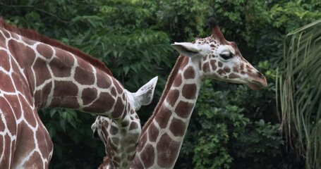 Wall Mural - African Giraffes In The Zoo, Close-Up