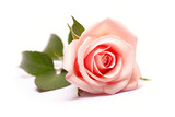 Fototapeta  - Graceful Beauty Pink Rose Flowers on a White Background. created with Generative AI