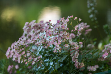 Wall Mural - flowers in the garden