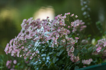 Wall Mural - flowers in the garden