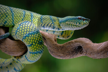 Wall Mural - green pit viper on a branch