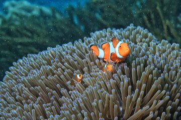 Wall Mural - clown fish on an anemone underwater reef in the tropical ocean