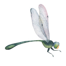 Green Dragonfly With Transparent Wings Isolated On White Background Watercolor Illustration. For Your Postcards, Labels, Posters, Stickers