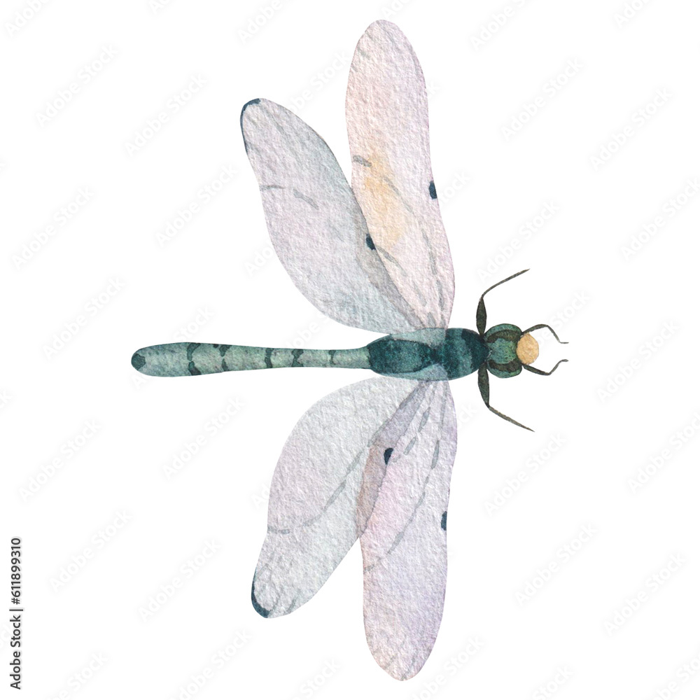 green dragonfly with transparent wings isolated on white background ...