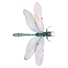 Green Dragonfly With Transparent Wings Isolated On White Background Watercolor Illustration. For Your Postcards, Labels, Posters, Stickers