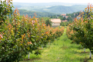 Aufkleber - Apple trees on a agricultural fruit gardens