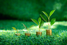 Coins And Plants Are Grown On A Pile Of Coins.Concept For Finance And Banking. The Idea Of Saving Money And Increasing Finances. Nature Background