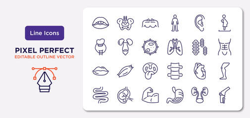 Poster - human body parts outline icons set. thin line icons such as mouth open, human ear, big cellule, big lips, human heart, muscular arm, two kidneys, kneecap vector.