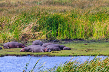 Sticker - Group of hippos (Hippopotamus amphibius) laying on a lakeshore in Ngorongoro Crater national park, Tanzania