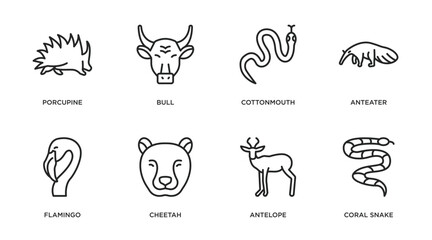 Poster - animals outline icons set. thin line icons such as porcupine, bull, cottonmouth, anteater, flamingo, cheetah, antelope, coral snake vector.