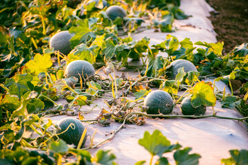 Wall Mural - Musk Melons (Cantaloupe) growing on a field in the morning light. Selective focus.