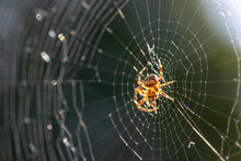 Spider In Web With  The Sun Behind It